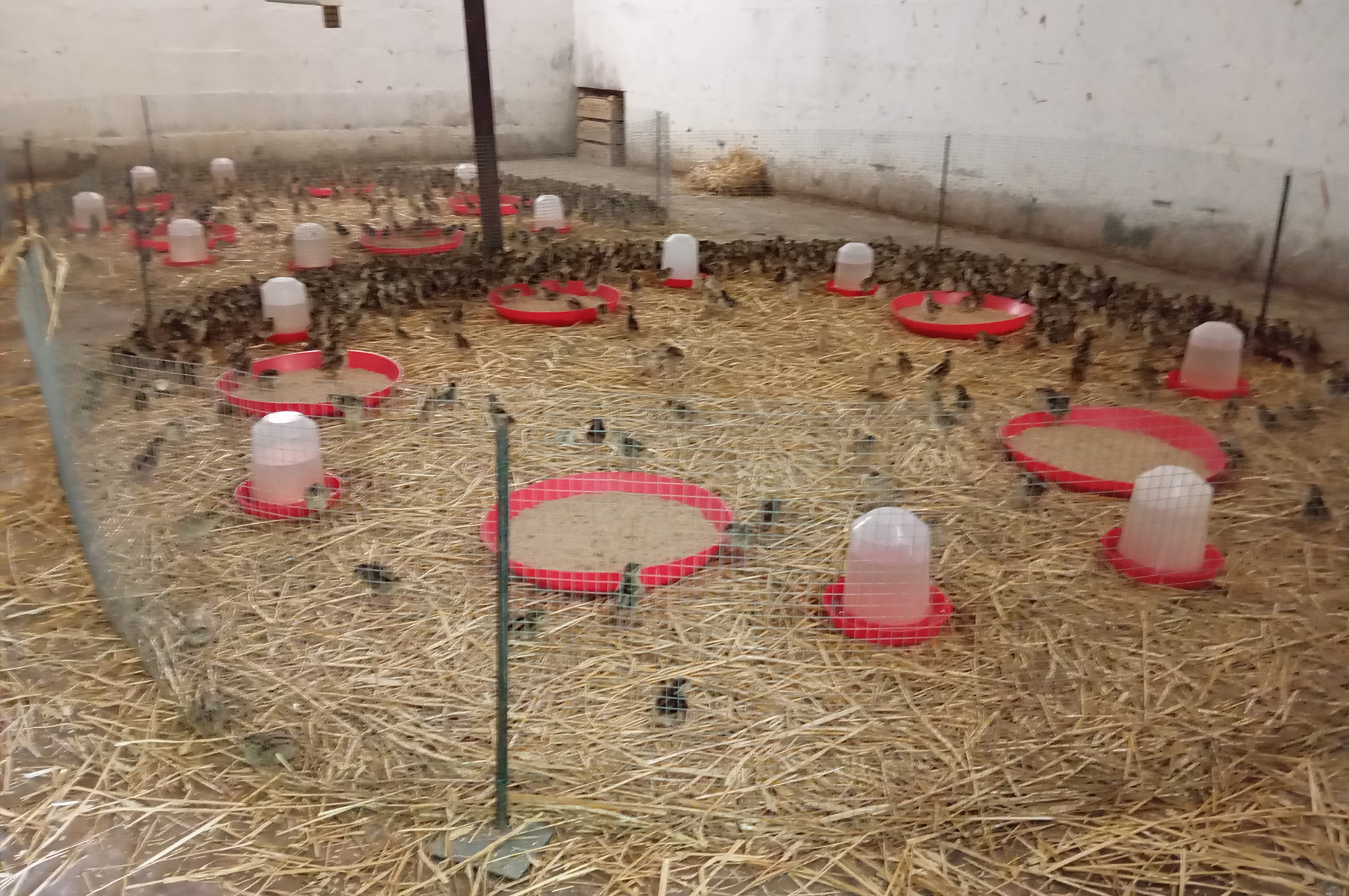 Agricola Altieri Toscana Arezzo allevamento fagiani e pernici rosse