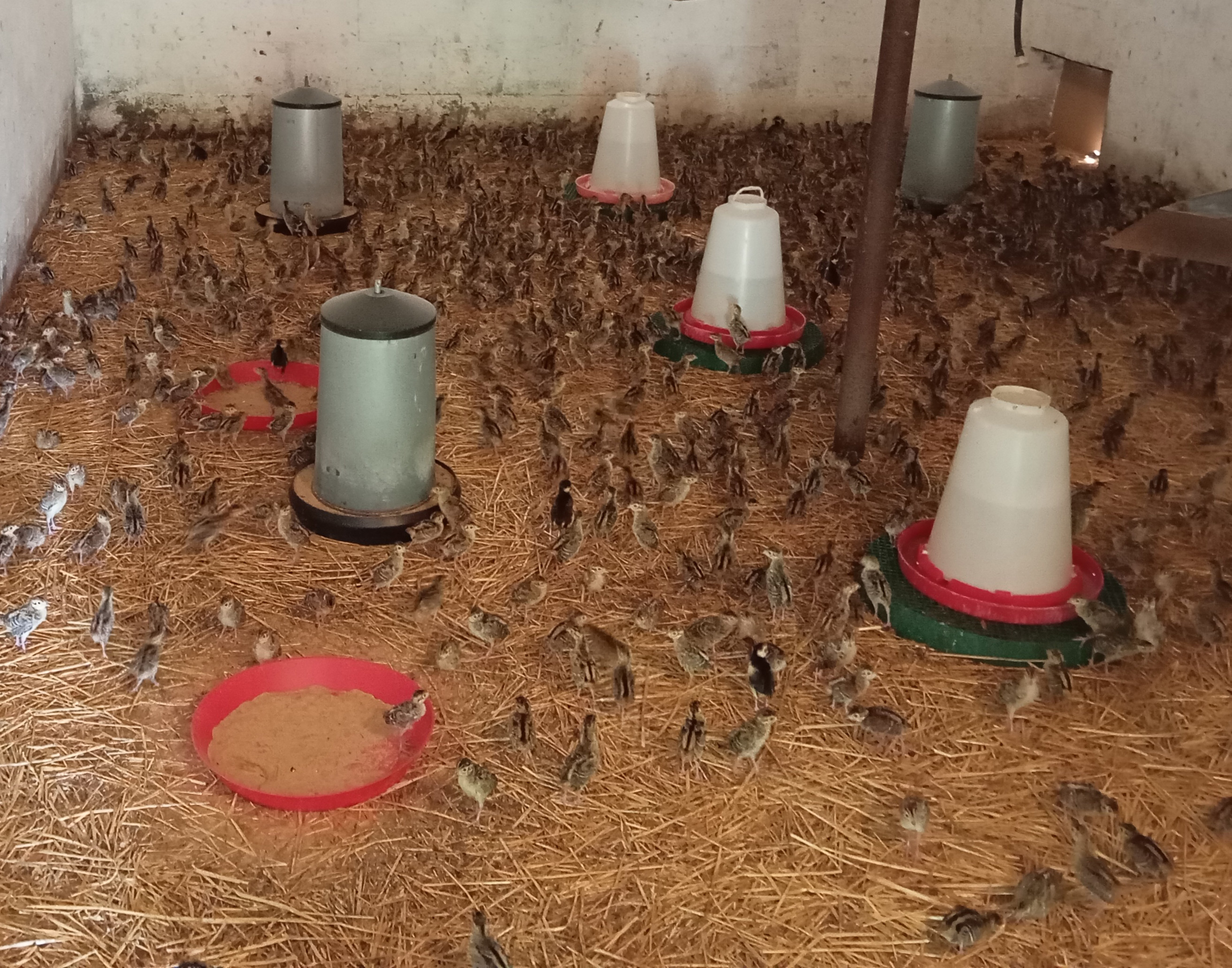Agricola Altieri Toscana Arezzo allevamento fagiani e pernici rosse